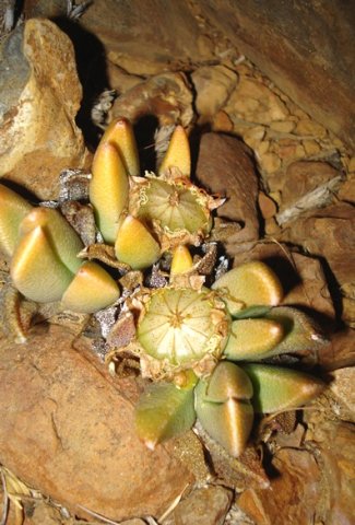 Rabiea albinota yellow leaf tips